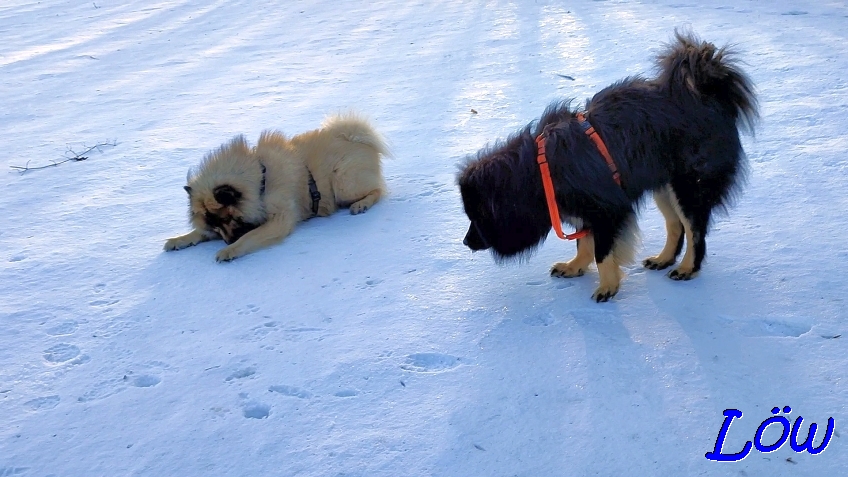 9.2.2023 - Dwix und Howard, die Schneeverkoster